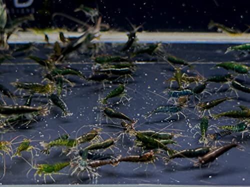 Green Jade Shrimp - 6 pack
