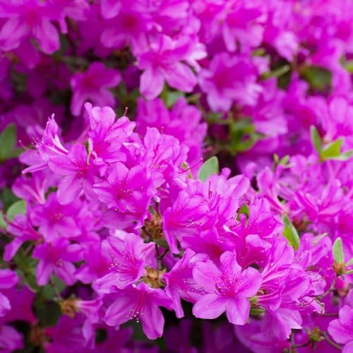Brighter Blooms - Autumn Royalty® Encore® Azalea, 1 Gallon - No Shipping to AK, AZ, HI