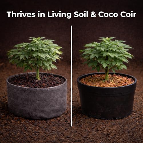 Real Growers Recharge 16oz – Mycorrhizae & Soil Microbes Instant Compost Tea for Root Growth, Transplant Support & Nutrient Uptake