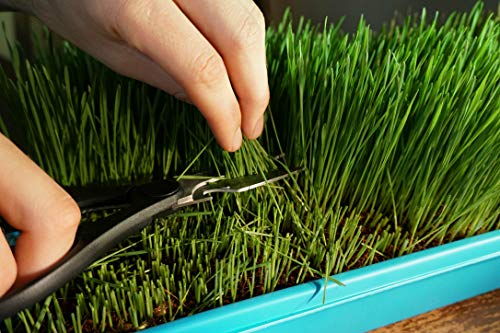 Thunder Acres Wheat Seed, Glysophate Free, Non GMO, Wheatgrass, Hard Red Winter Wheat Berries (10 lbs.)