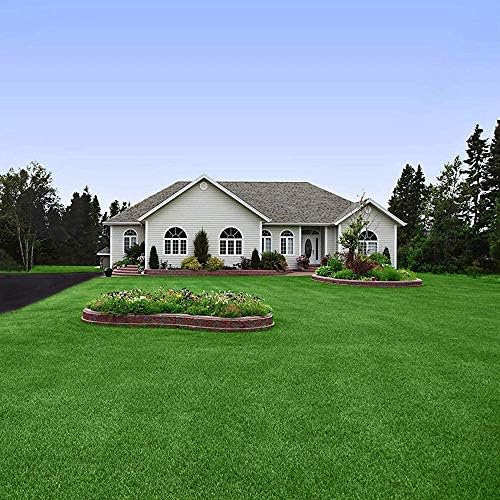 Outsidepride Perennial Buffalo Grass Seed - 2 lbs Heat & Drought Tolerant, Low Maintenance, Warm Season Dense Turf Grass Seed for Lawn, Xeriscape Landscaping, & Roadside Planting