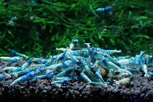 Live Freshwater Aquarium Shrimp - Caridina (Crystal Red Shrimp S-SSS Grade, 5 Pack)