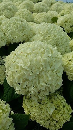 First Editions - Hydrangea pan. Vanilla Strawberry (Panicle Hydrangea) Shrub, white/pink/red flowers, #3 - Size Container