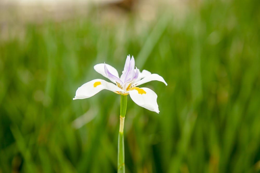 White African Iris 1 Gallon