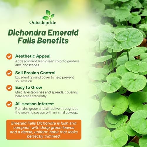 Outsidepride Perennial Dichondra Repens Seeds - 2 lbs Dense Green, Low-Maintenance Ground Cover Seeds for Planting, Ideal Lawn Alternative in Sun or Shady Areas & Erosion Control in USDA Zones 8-11