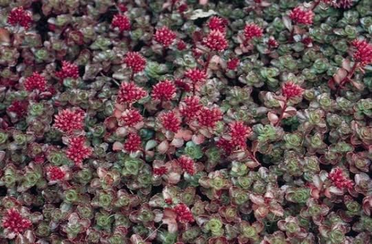 3 Dragon's Blood Sedum in 4 inch containers