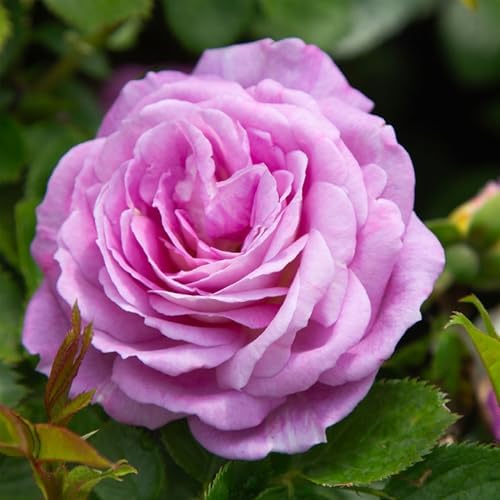 Heirloom Floribunda Roses, Live Own Root Plant, Koko Loko™ | Moderately Fragrant, Hardiness Zones: 6-10, Repeat Blooming,For Outdoor Gardens, Planters, and Pots