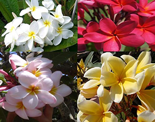 4 Hawaiian Plumeria Plant Cuttings Mixed Colors Pink, Yellow, White