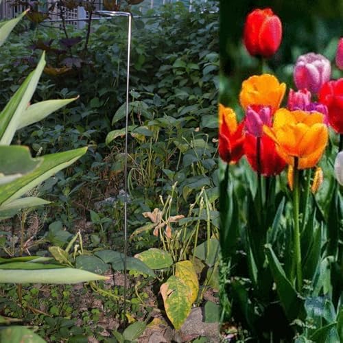 30 Inch Or 16 InchPlant Stakes for Flowers - 5 Pack, Adjustable Height