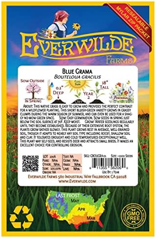 1000 Blue Grama Native Grass Seeds - Gold Vault Jumbo Seed Packet