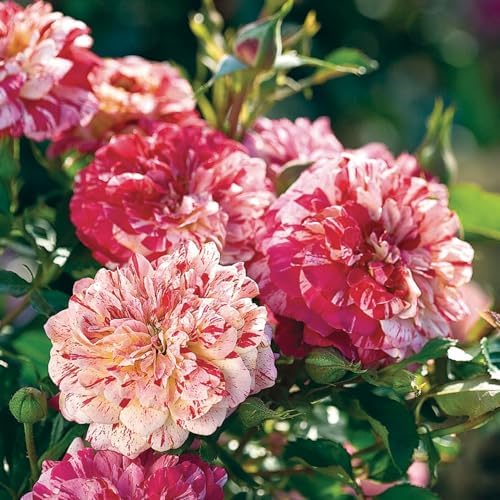 Heirloom Grandiflora Roses, Live Own Root Plant, All-American Magic™