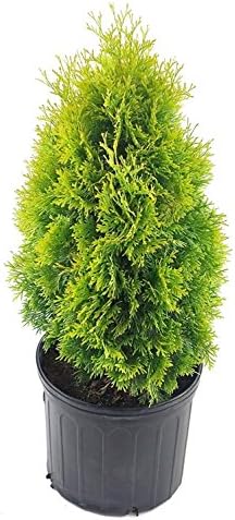 Live Plant Thuja-X Green Giant Evergreen Tree (Western Arborvitae), 3-Gallon Fully Potted Plant from Green Promise Farms