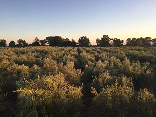 Laconiko Ultra Premium Extra Virgin Olive Oil | NEW 2025/2026 HARVEST | TOP RANKED GREEK OLIVE OIL IN WORLD | 2025 BEST IN GREECE AWARD | 2025