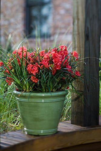 Encore Azalea Autumn Embers (1 Gallon) Red - Orange Flowering Shrub - Full Sun Live Outdoor Plant