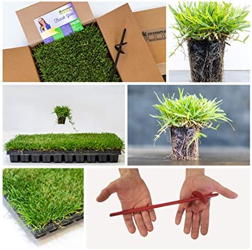 50 Zoysia Grass Plugs & Auger | Beginner's Pack