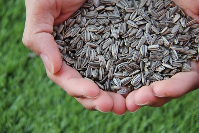 Black Oil Sunflower Seed 4 LB
