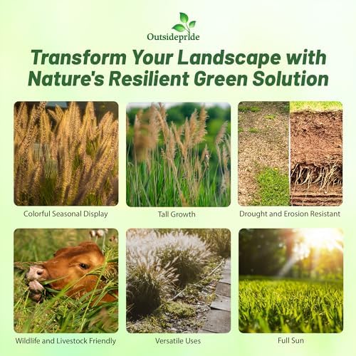 Outsidepride Indian Native Grass Seed - 1 lb. Perennial, Low Maintenance, Drought-Tolerant Prairie Grass Seed for Wildlife Habitat, Livestock Forage, Ornamental Landscaping & Erosion Control