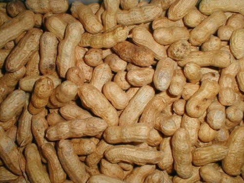 Peanuts (in-the-Shell) Bird Feed - 20 lb Bag