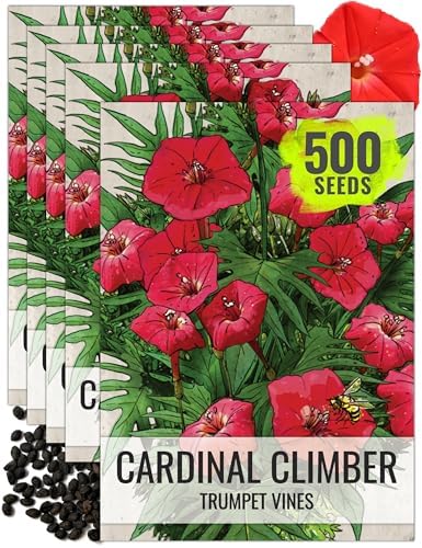 Seed Needs Cardinal Climber Seeds to Plant Red Flowering Vines 2 Packs