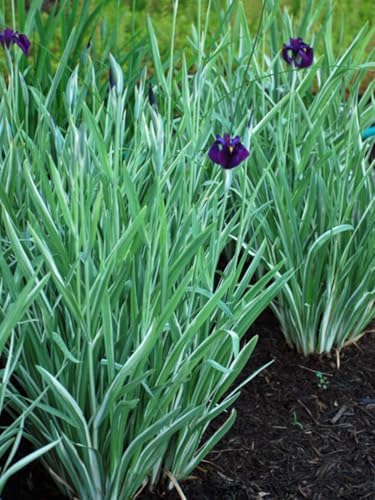 Iris e. 'Variegata' (Variegated Japanese) Perennial, Size-#1 Container, Rich Blue-Violet Flowers