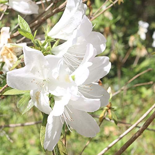 PERFECT PLANTS GG Gerbing Azalea Live Plant, 3 Gallon, Includes Care Guide