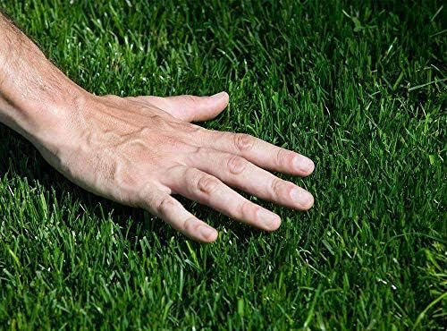 Hancock's Common Bermuda Grass Seed - Raw & Hulled - 5 lbs.
