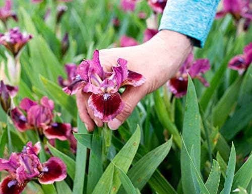 Breck's Bulbs and Perennials Cat's Eye Dwarf Bearded Iris, Live Bareroot Plant, Rose-red Flowers (1-Pack)