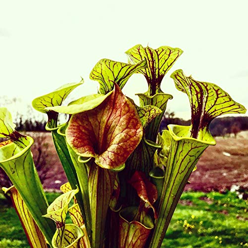 Carnivorous Pitcher Plant Sarracenia Flava - Bare Root Rhizome Form