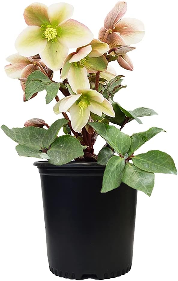 Live Plant Helleborus-X 'Ivory Prince' (Christmas Rose) Walhelivor Perennial, 1-Gallon Potted Plant from Green Promise Farms