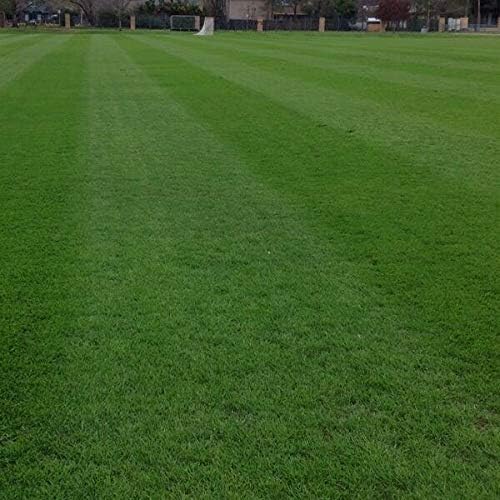 Annual RyeGrass Seed by Eretz - Willamette Valley, Oregon Grown. No fillers, No Weed or Other Crop Seeds (3lb)