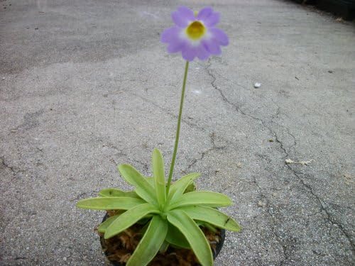 Carnivorous Primrose Butterwort (Pinguicula Primuliflora) Plant 3 inch Pot