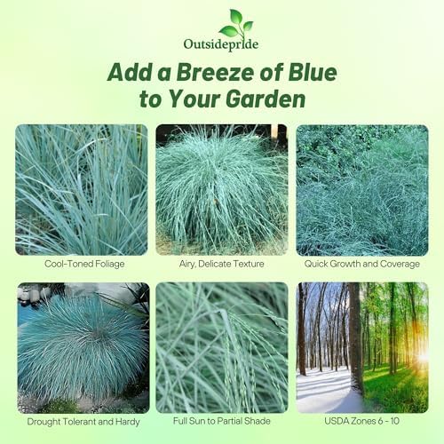 Outsidepride 500 Seeds Perennial Eragrostis Spectabilis Ornamental Love Grass Seed for Planting
