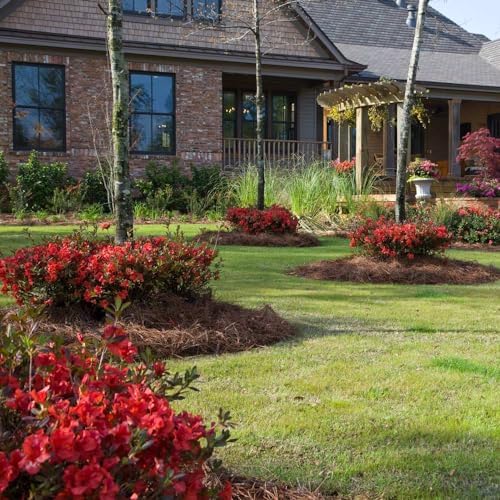 Brighter Blooms - Autumn Embers® Encore® Azalea Shrub, 1 Gallon - No Shipping to AK, AZ, HI