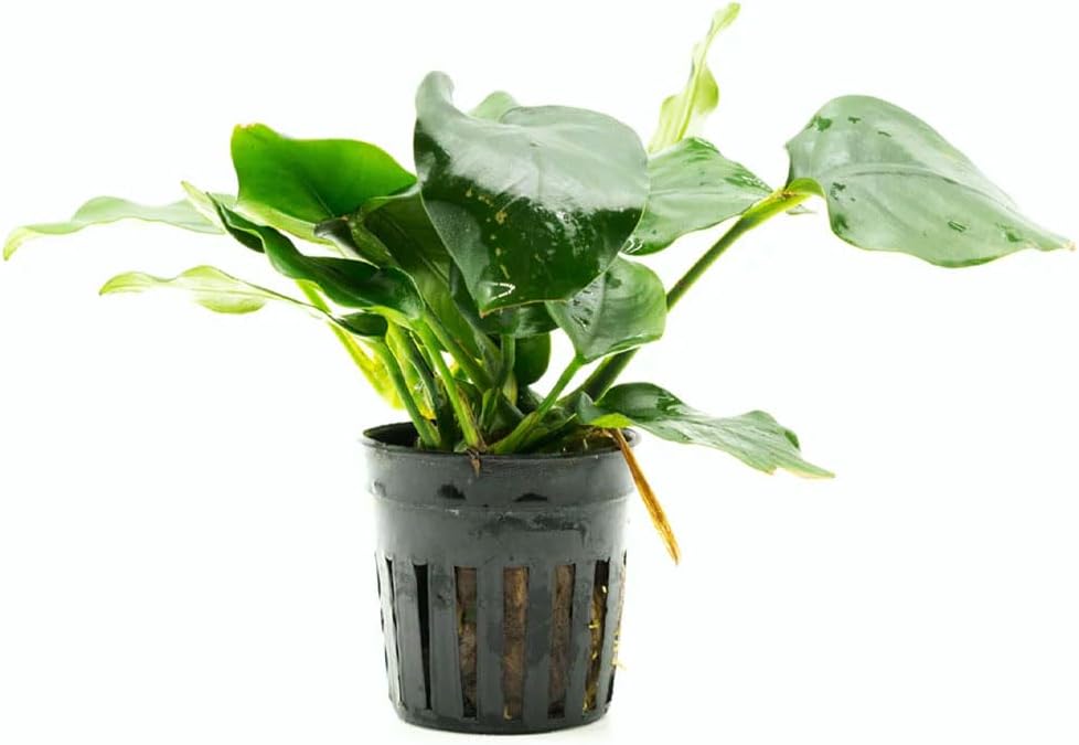 Anubias Nana Live Aquarium Plants - Potted Freshwater Plant for Fish Tanks, Terrariums - Beginner Friendly Low Light (1 Pot)