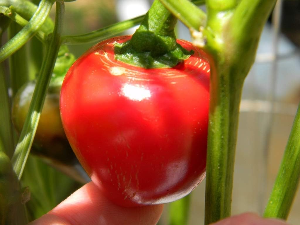 Sweet Red Cherry Pepper Seeds (Capsicum annuum) – 25+ Non GMO & Heirloom Seeds by Isla’s Garden Seeds, Compact Round Peppers for Stuffing