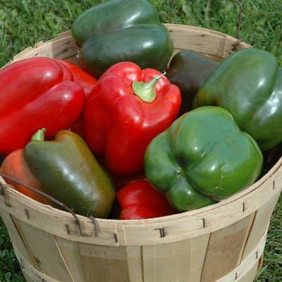 Clovers Garden Lady Bell Red Pepper Plants– Two (2) Live Plants – Non-GMO - Not Seeds - Each 4" to 8" Tall – in 4" Inch Pots – Sweet