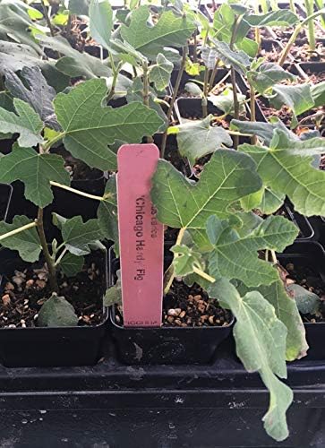 Chicago Hardy Fig Tree - Very Cold-Hardy - Live fig Tree
