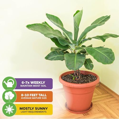 Ice Cream Banana Tree (1-Pack) Live Plants by Wellspring Gardens | Easy to Grow Plants for Nature Lovers & Gardeners- Outdoor Planting in Patio | Musa acuminata
