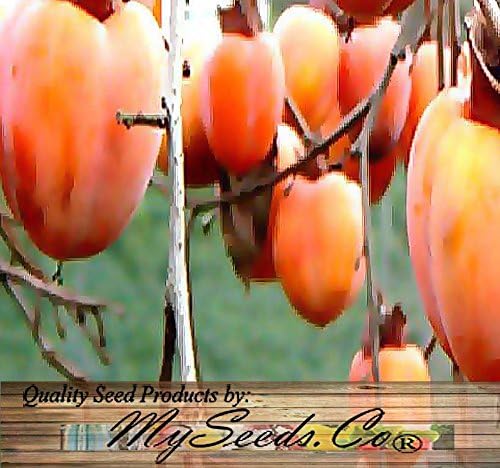Japanese Persimmon (5 Seeds) Asian Persimmons (Diospyros Kaki-fuyu) Tree Shrub
