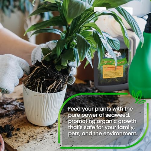 Medina Liquid Seaweed Fertilizer, 1 Gallon | For Plants, Concentrated, Lawn and Garden, Enhances Plant Growth and Soil Health, Ready to Spray, Covers 64000 Sq. Ft.