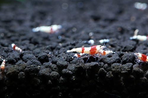 Live Freshwater Aquarium Shrimp - Caridina (Crystal Red Shrimp S-SSS Grade, 5 Pack)