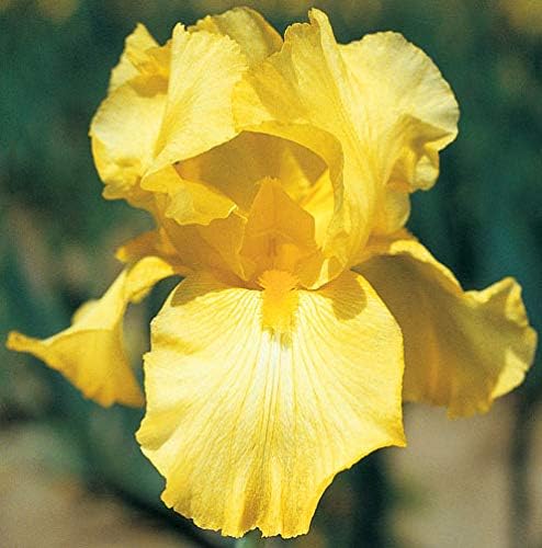 Bold Look, Yellow Bearded REBLOOMING IRIS (1) Rhizome/Bulb/Root Ready for Planting Now