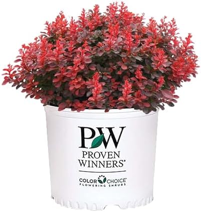 2 Gallon Proven Winner Sunjoy Mini Maroon Barberry Shrub