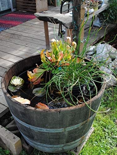 Reclaimed Used Wine Barrel Planter, Brown, Outdoor