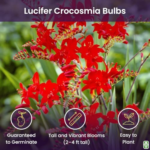 5 Lucifer Crocosmia Blubs - Grows 30-48" Tall.
