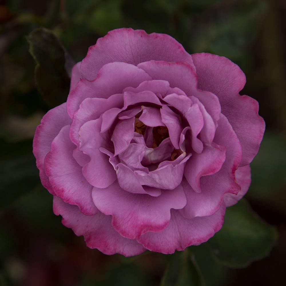 Heirloom Floribunda Roses, Live Own Root Plant, Koko Loko™ | Moderately Fragrant, Hardiness Zones: 6-10, Repeat Blooming,For Outdoor Gardens, Planters, and Pots
