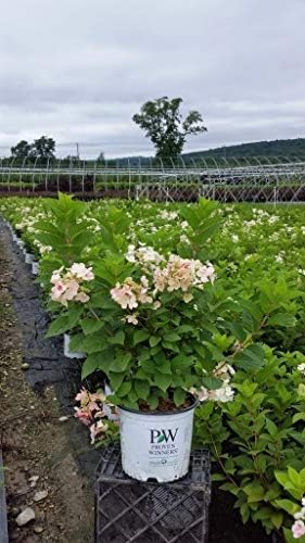 Proven Winners - Hydrangea pan. Little Quick Fire (Panicle Hydrangea) Shrub, White to Pink Flowers, #3 - Size Container