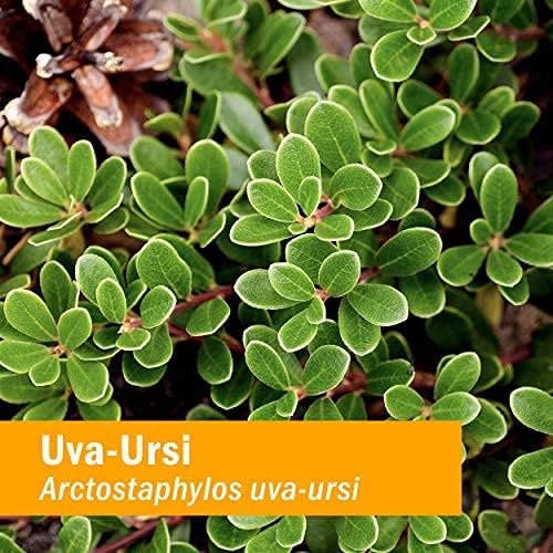 Herb Pharm Uva Ursi Liquid ExtraCount for Urinary System Support, 1 Oz