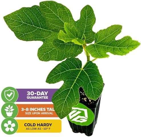 Chicago Hardy Fig Tree (1-Pack) Live Starter Plant by Wellspring Gardens | Ficus carica | Hardy & Fruitful | Ideal for Gardens | Purple-Skinned Fig | Edible Landscape Plant | Food forest