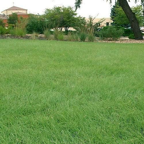 Outsidepride Xeriscape Native Prairie Grass Seed Mix – 1 lb. Perennial, Warm-Season, Cold & Drought-Tolerant, Fine Leaved, Dense Turf Grass Seeds for Lawn, Ground Cover & Arid Xeriscape Landscaping